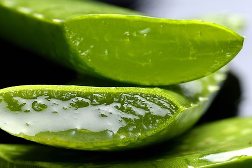 Naturopathe Bordeaux Annabelle DE TORRES, L’aloe Vera, plante aux 1001 vertus, alliée de vos vacances.