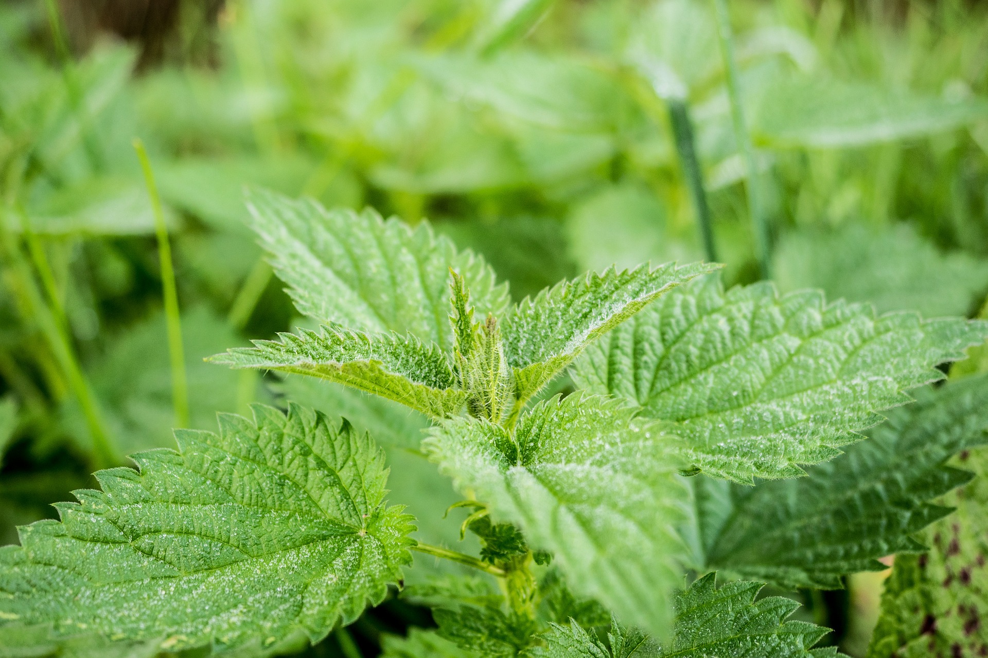 Naturopathe Bordeaux Annabelle DE TORRES, Silicium...et si vous en manquiez ?